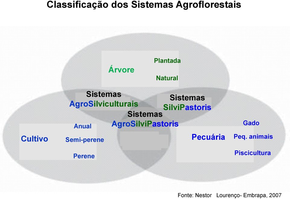 Perene Sistemas AgroSilviPastoris Sistemas SilviPastoris