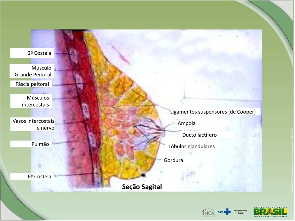 Ligamentos suspensores(de Cooper) Ampola Ducto