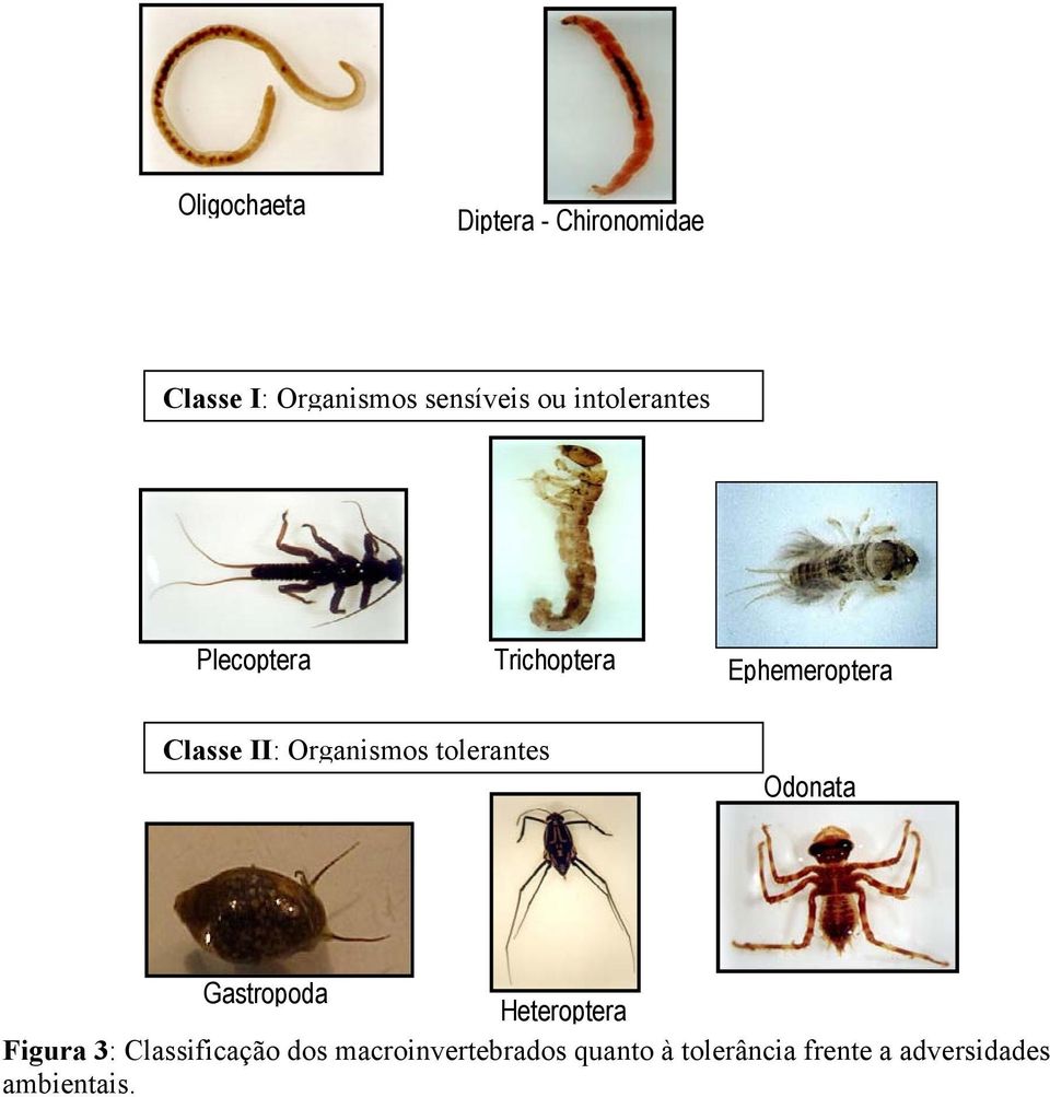 Organismos tolerantes Odonata Gastropoda Heteroptera Figura 3: