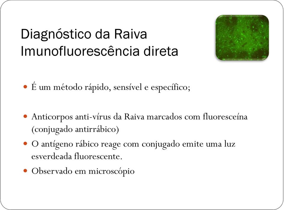 fluoresceína (conjugado antirrábico) O antígeno rábico reage com