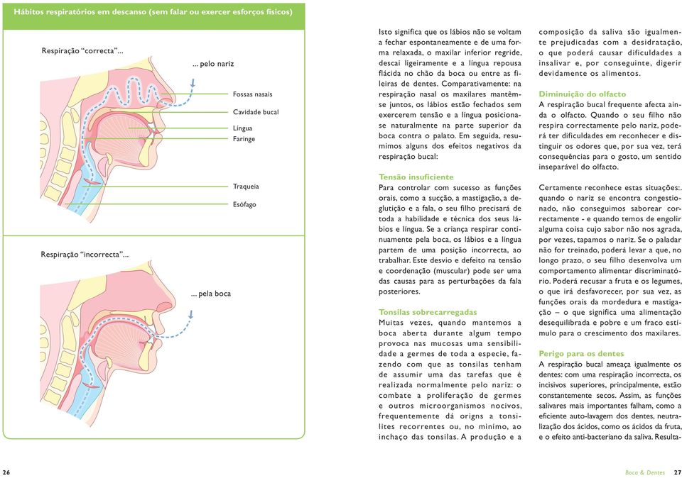 entre as fileiras de dentes.