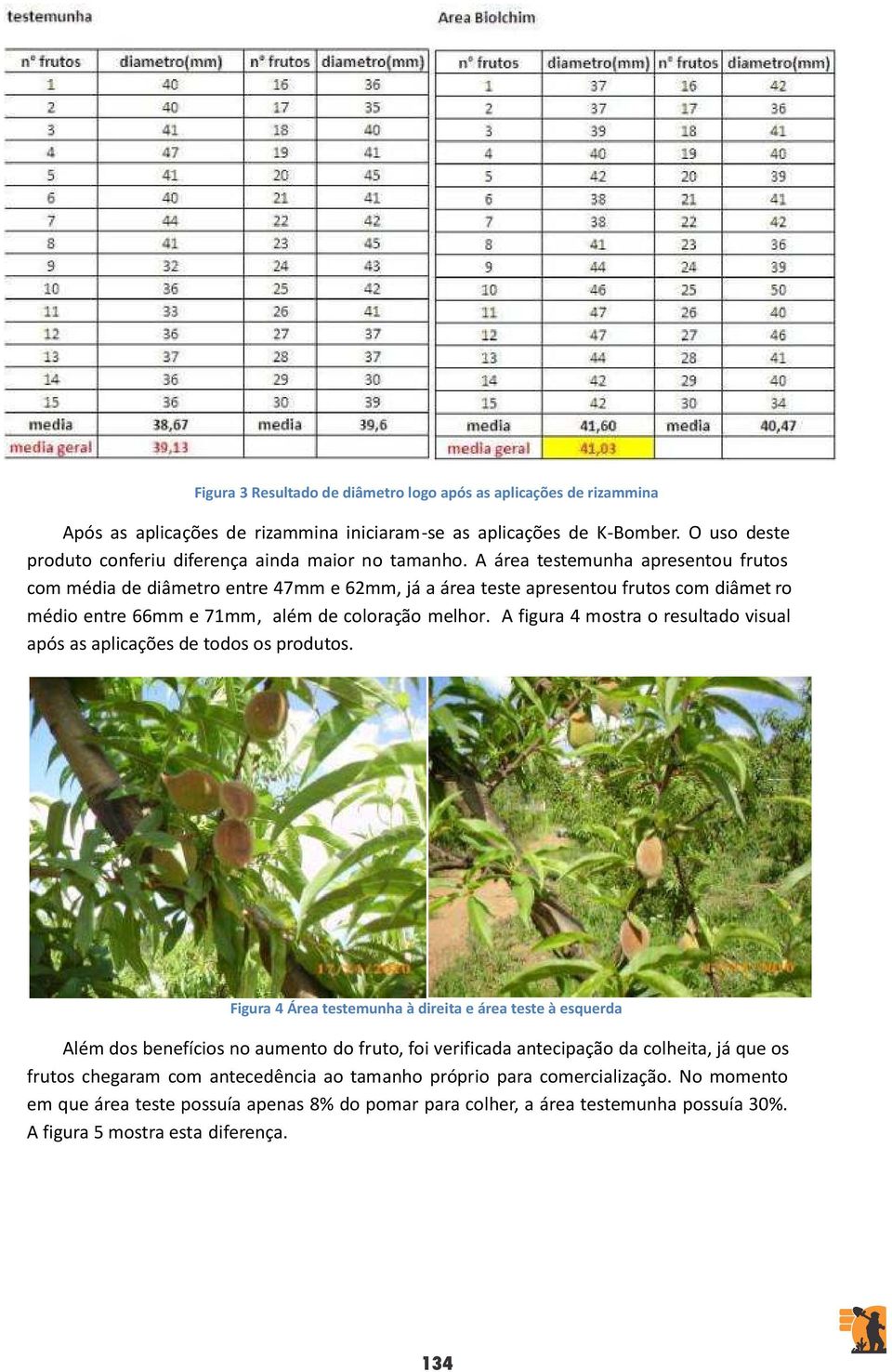 A área testemunha apresentou frutos com média de diâmetro entre 47mm e 62mm, já a área teste apresentou frutos com diâmet ro médio entre 66mm e 71mm, além de coloração melhor.