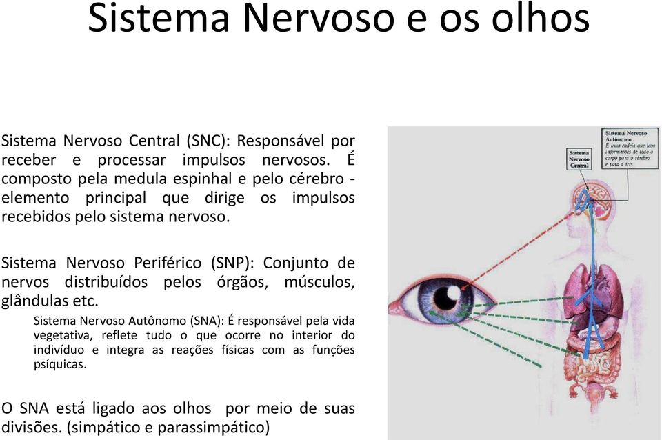 Sistema Nervoso Periférico (SNP): Conjunto de nervos distribuídos pelos órgãos, músculos, glândulas etc.