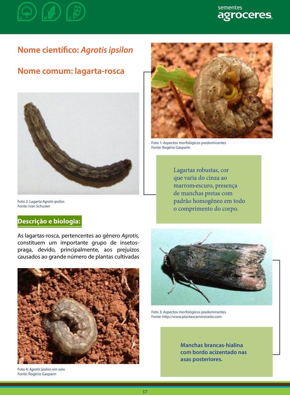 insetospraga, devido, principalmente, aos prejuízos causados ao grande número de plantas cultivadas Foto 3: Aspectos morfológicos predominantes