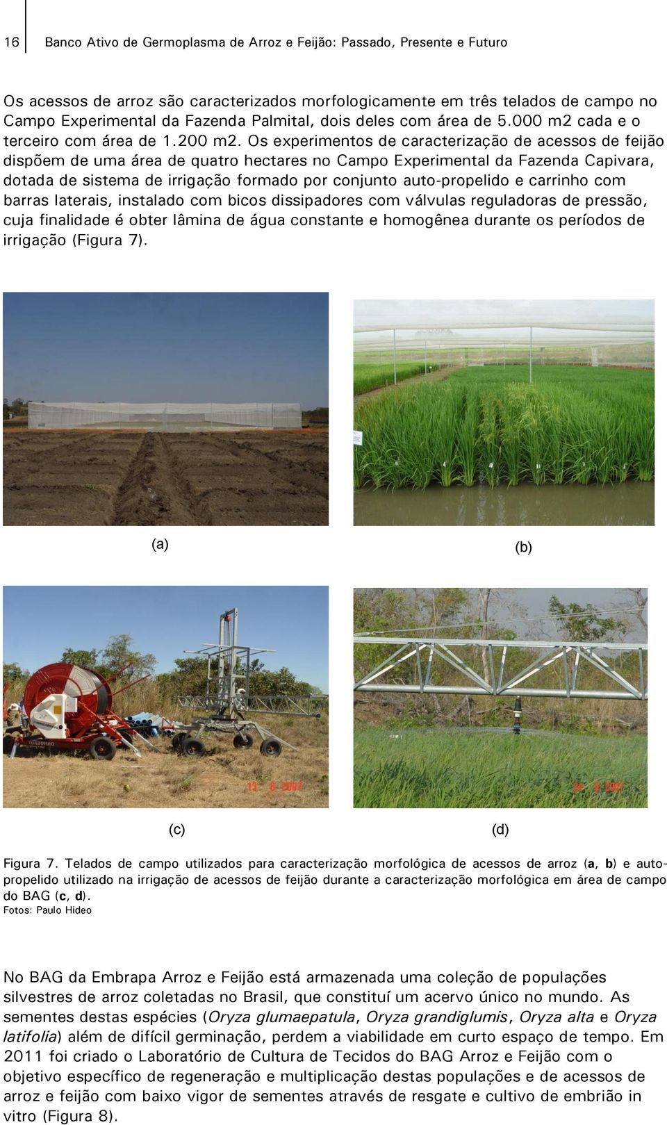 Os experimentos de caracterização de acessos de feijão dispõem de uma área de quatro hectares no Campo Experimental da Fazenda Capivara, dotada de sistema de irrigação formado por conjunto