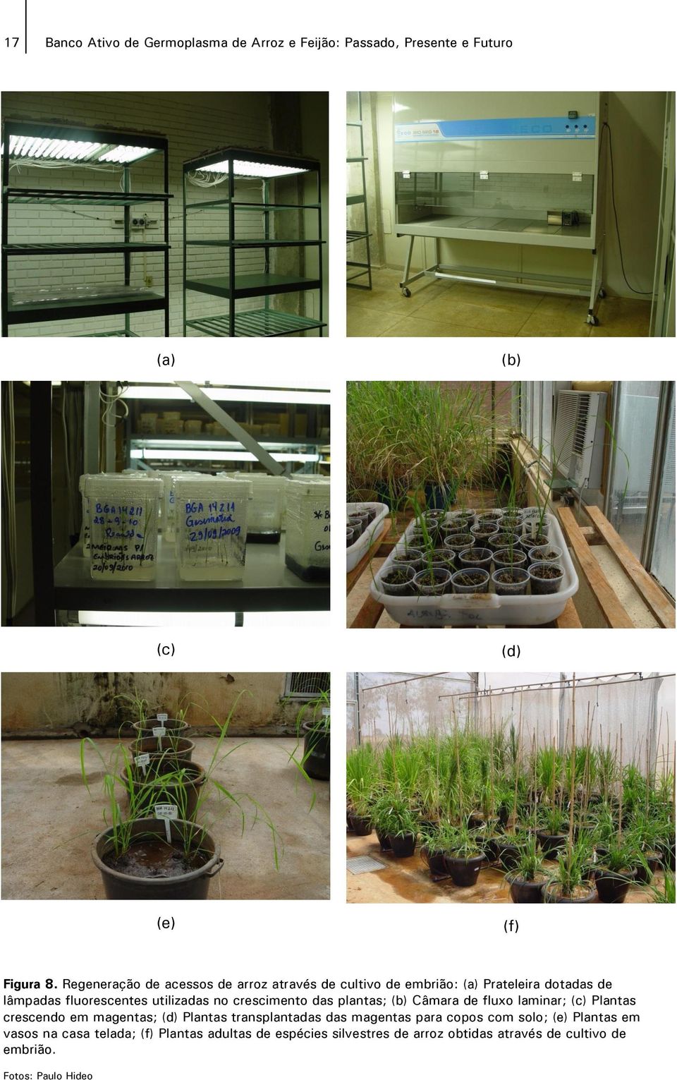 crescimento das plantas; (b) Câmara de fluxo laminar; (c) Plantas crescendo em magentas; (d) Plantas transplantadas das magentas