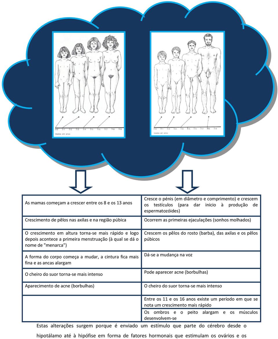 diâmetro e comprimento) e crescem os testículos (para dar inicio à produção de espermatozóides) Ocorrem as primeiras ejaculações (sonhos molhados) Crescem os pêlos do rosto (barba), das axilas e os