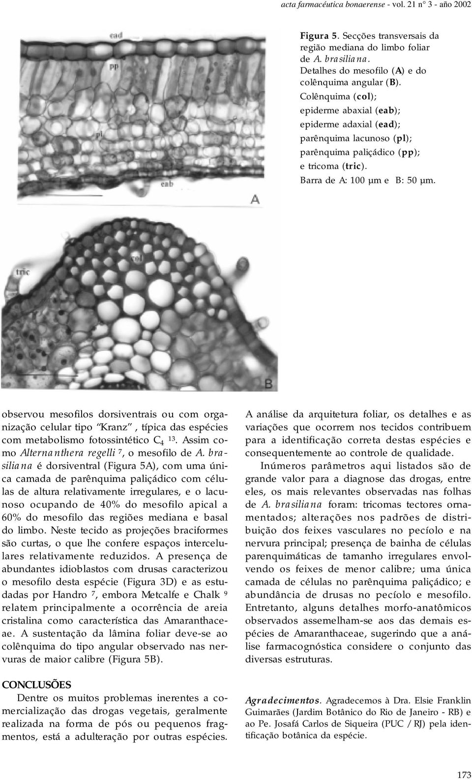 observou mesofilos dorsiventrais ou com organização celular tipo Kranz, típica das espécies com metabolismo fotossintético C 4 13. Assim como Alternanthera regelli 7, o mesofilo de A.