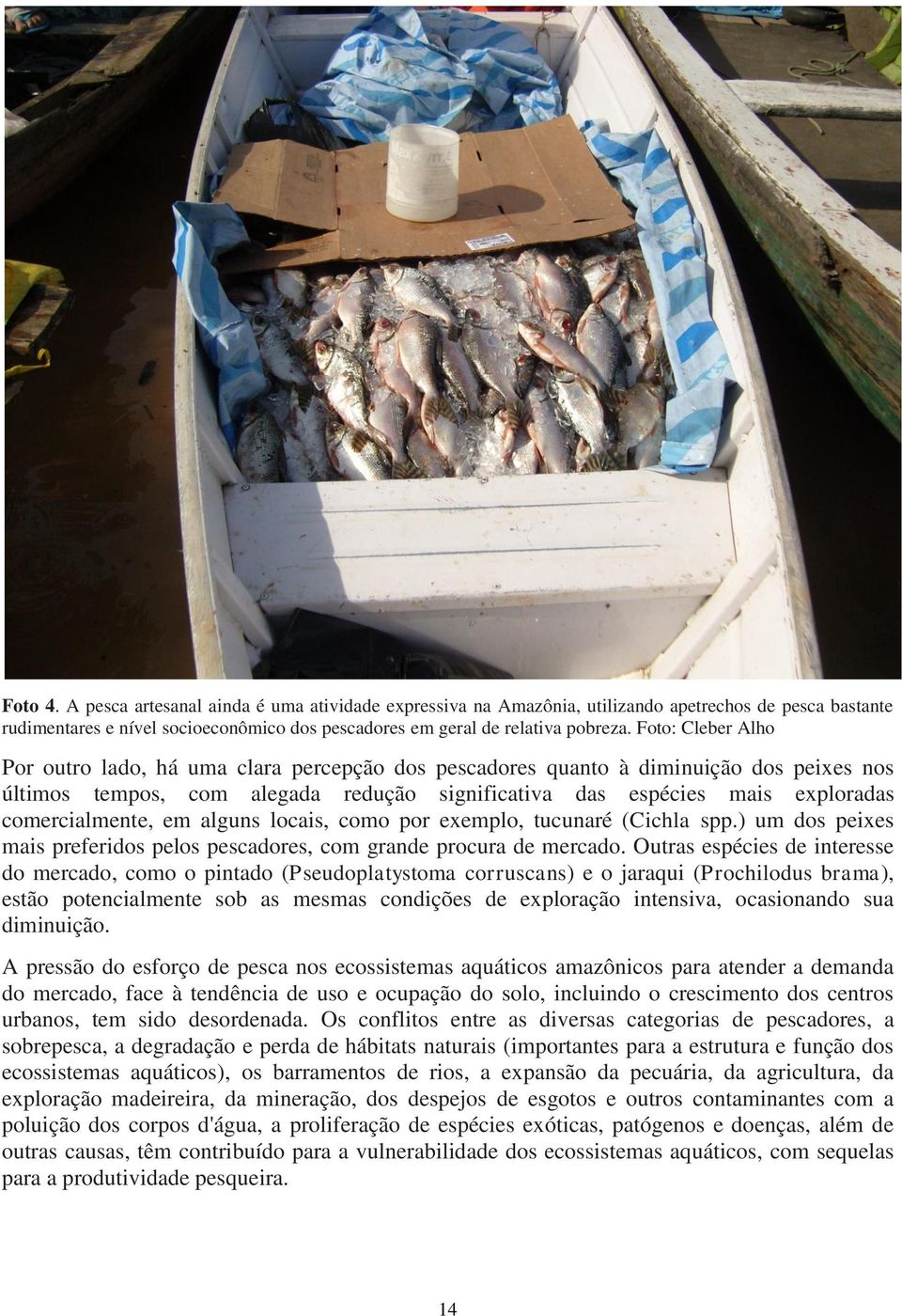 comercialmente, em alguns locais, como por exemplo, tucunaré (Cichla spp.) um dos peixes mais preferidos pelos pescadores, com grande procura de mercado.