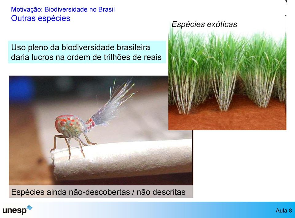 biodiversidade brasileira daria lucros na ordem