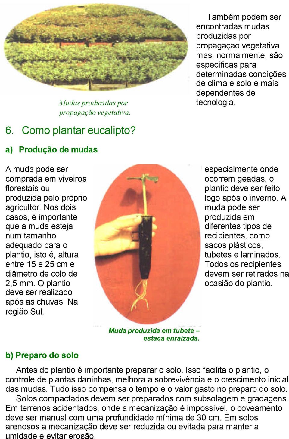 Nos dois casos, é importante que a muda esteja num tamanho adequado para o plantio, isto é, altura entre 15 e 25 cm e diâmetro de colo de 2,5 mm. O plantio deve ser realizado após as chuvas.