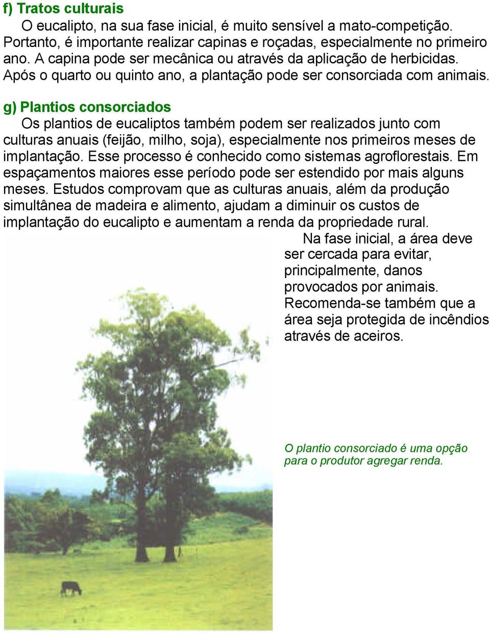 g) Plantios consorciados Os plantios de eucaliptos também podem ser realizados junto com culturas anuais (feijão, milho, soja), especialmente nos primeiros meses de implantação.