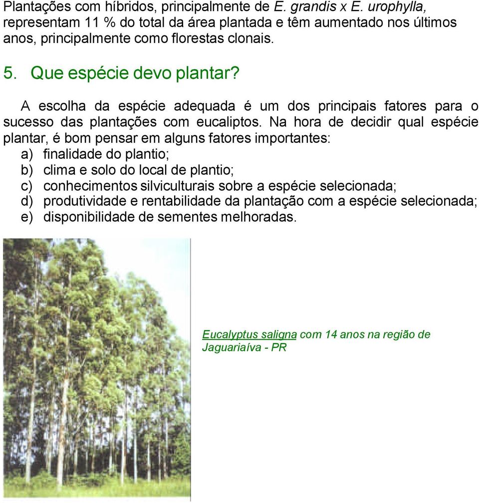 A escolha da espécie adequada é um dos principais fatores para o sucesso das plantações com eucaliptos.