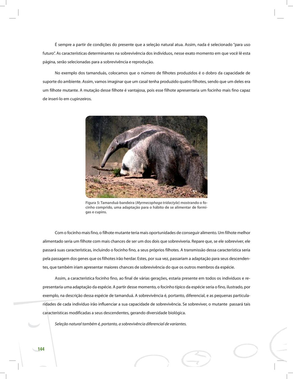 No exemplo dos tamanduás, colocamos que o número de filhotes produzidos é o dobro da capacidade de suporte do ambiente.