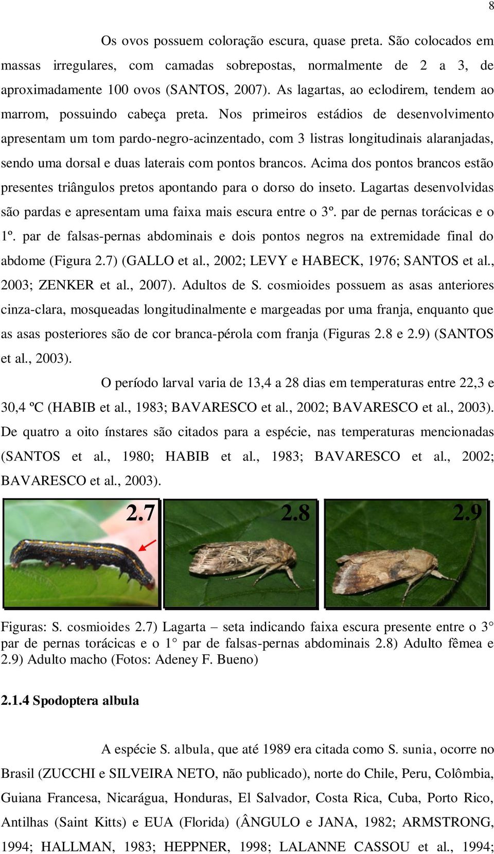 Nos primeiros estádios de desenvolvimento apresentam um tom pardo-negro-acinzentado, com 3 listras longitudinais alaranjadas, sendo uma dorsal e duas laterais com pontos brancos.