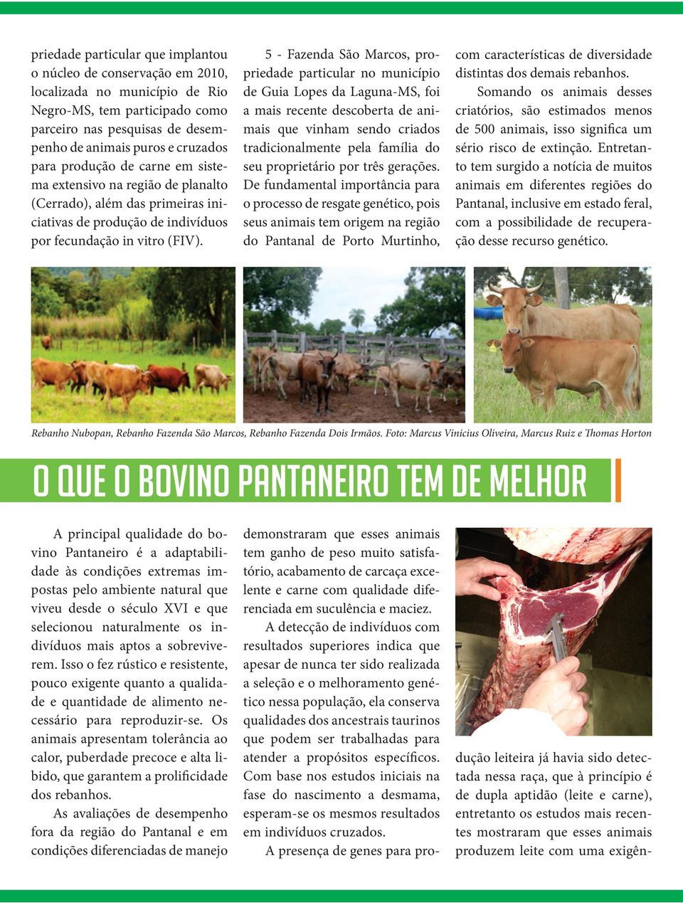 5 - Fazenda São Marcos, propriedade particular no município de Guia Lopes da Laguna-MS, foi a mais recente descoberta de animais que vinham sendo criados tradicionalmente pela família do seu