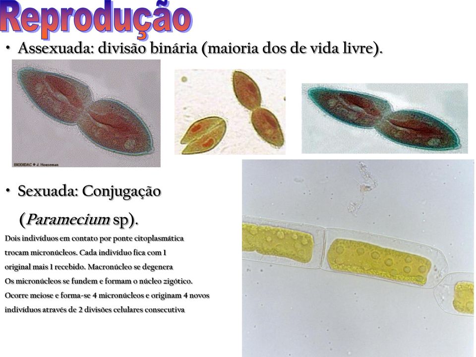 Cada indivíduo fica com 1 original mais 1 recebido.