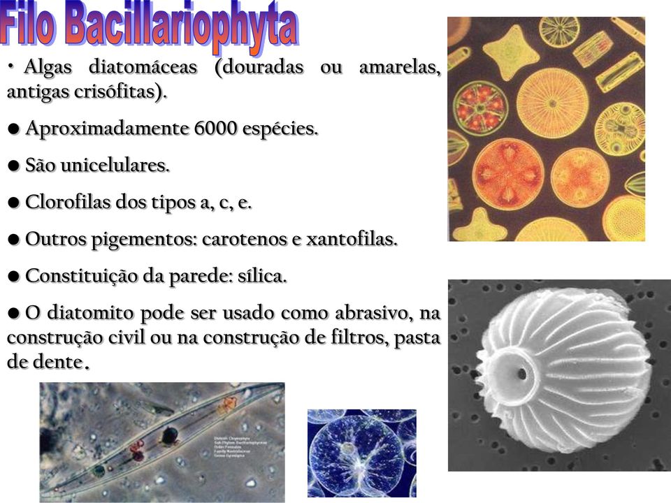 Outros pigementos: carotenos e xantofilas. Constituição da parede: sílica.