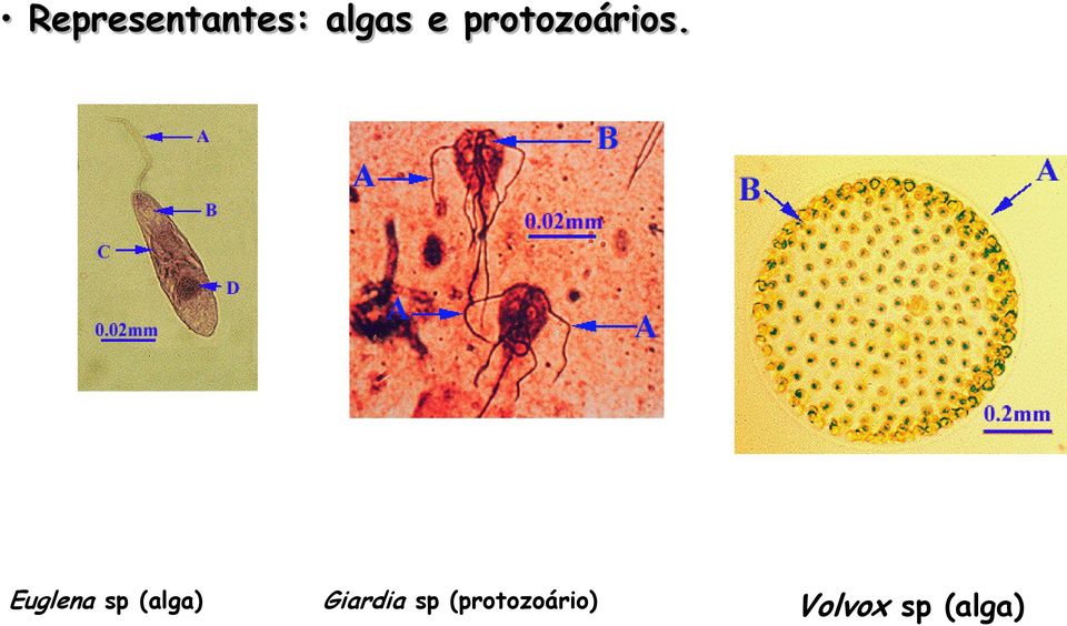 Euglena sp (alga)