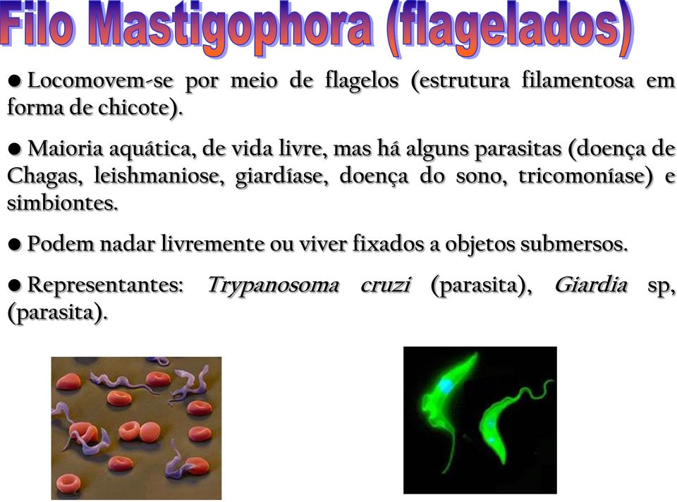 leishmaniose, giardíase, doença do sono, tricomoníase) e simbiontes.