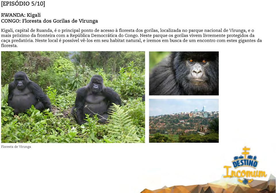 República Democrática do Congo. Neste parque os gorilas vivem livremente protegidos da caça predatória.