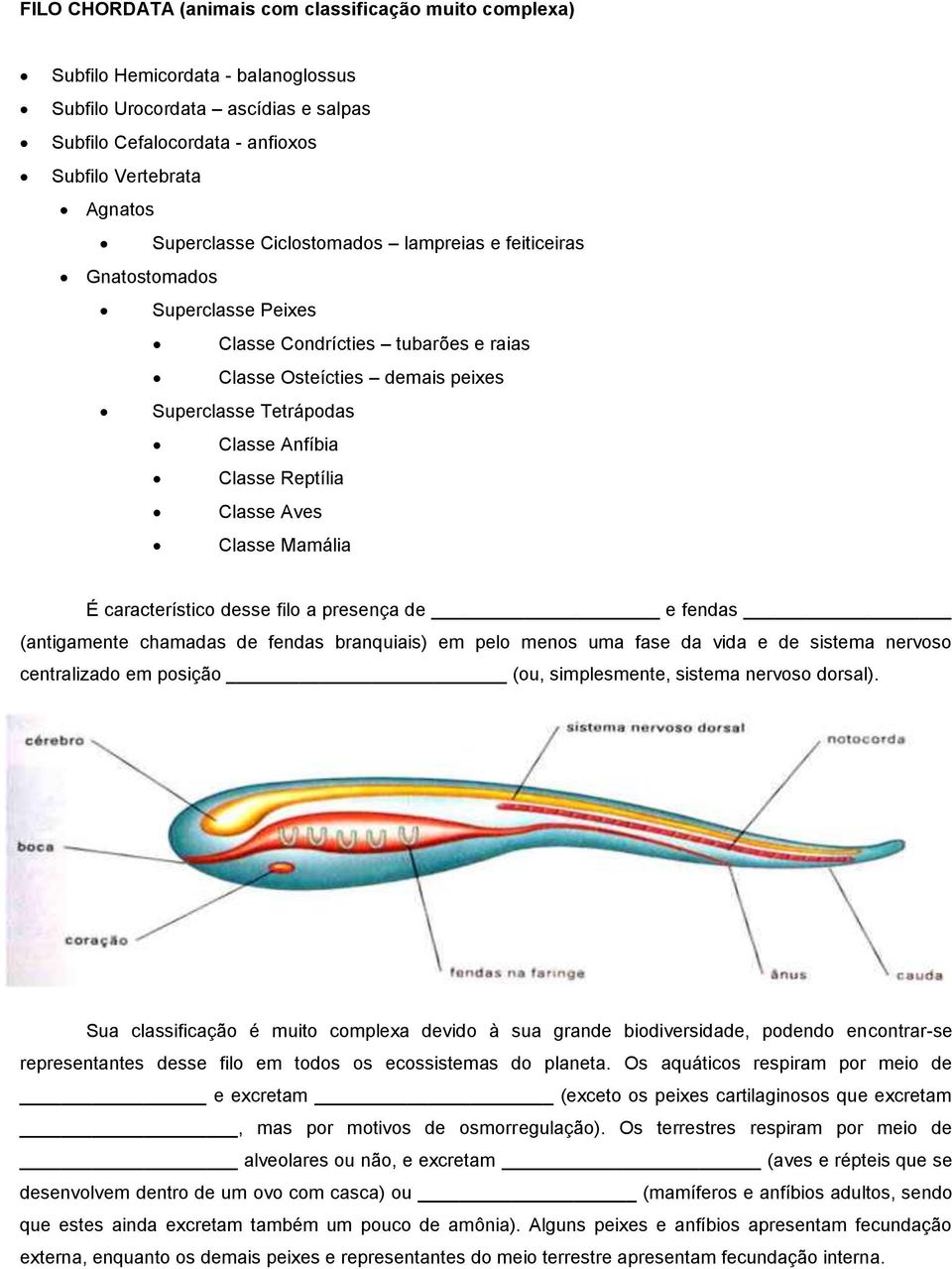 Reptília Classe Aves Classe Mamália É característico desse filo a presença de e fendas (antigamente chamadas de fendas branquiais) em pelo menos uma fase da vida e de sistema nervoso centralizado em