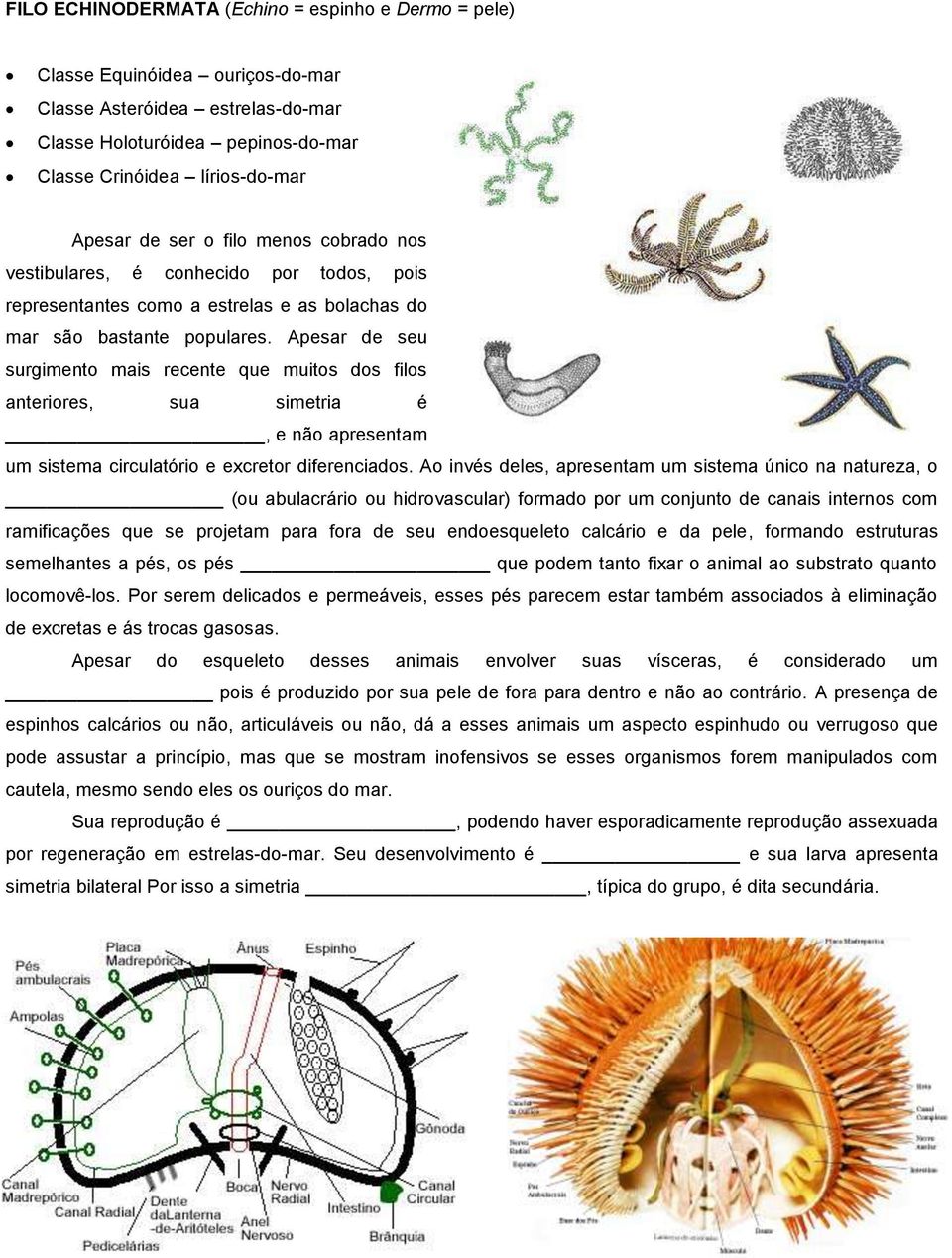 Apesar de seu surgimento mais recente que muitos dos filos anteriores, sua simetria é, e não apresentam um sistema circulatório e excretor diferenciados.