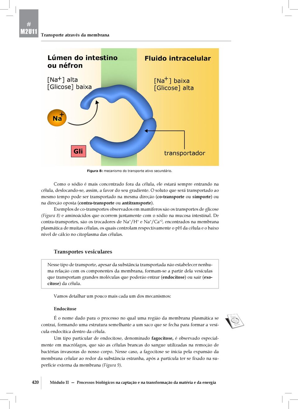 O soluto que será transportado ao mesmo tempo pode ser transportado na mesma direção (co-transporte ou simporte) ou na direção oposta (contra-transporte ou antitransporte).