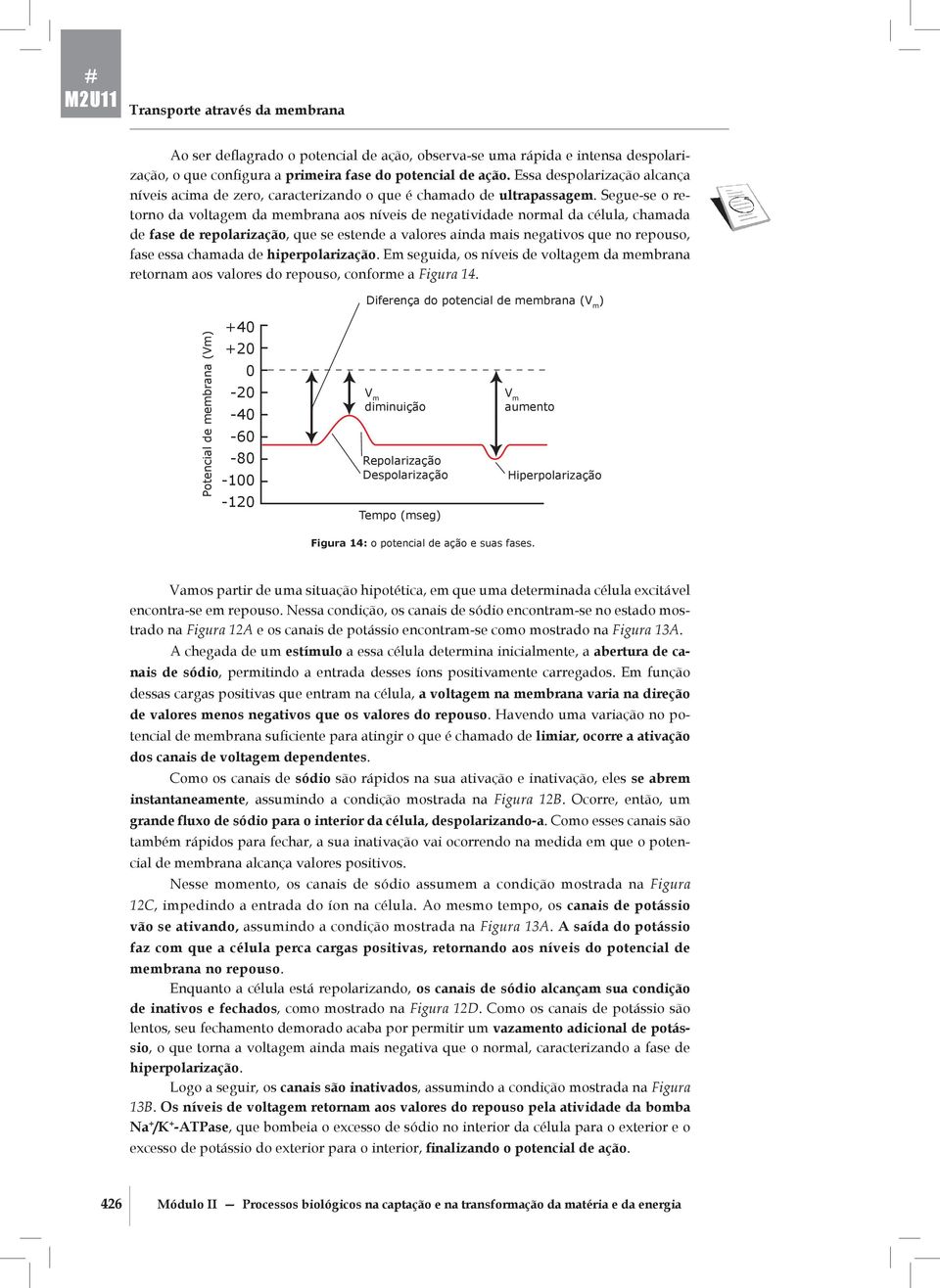 Segue-se o retorno da voltagem da membrana aos níveis de negatividade normal da célula, chamada de fase de repolarização, que se estende a valores ainda mais negativos que no repouso, fase essa