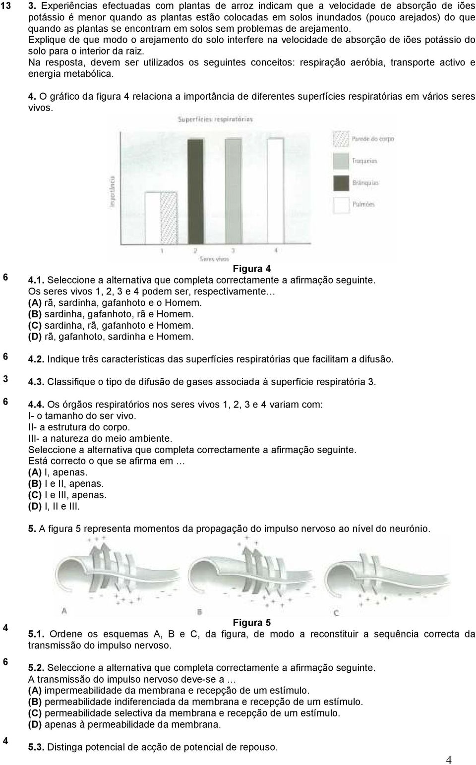 Na resposta, devem ser utilizados os seguintes conceitos: respiração aeróbia, transporte activo e energia metabólica.