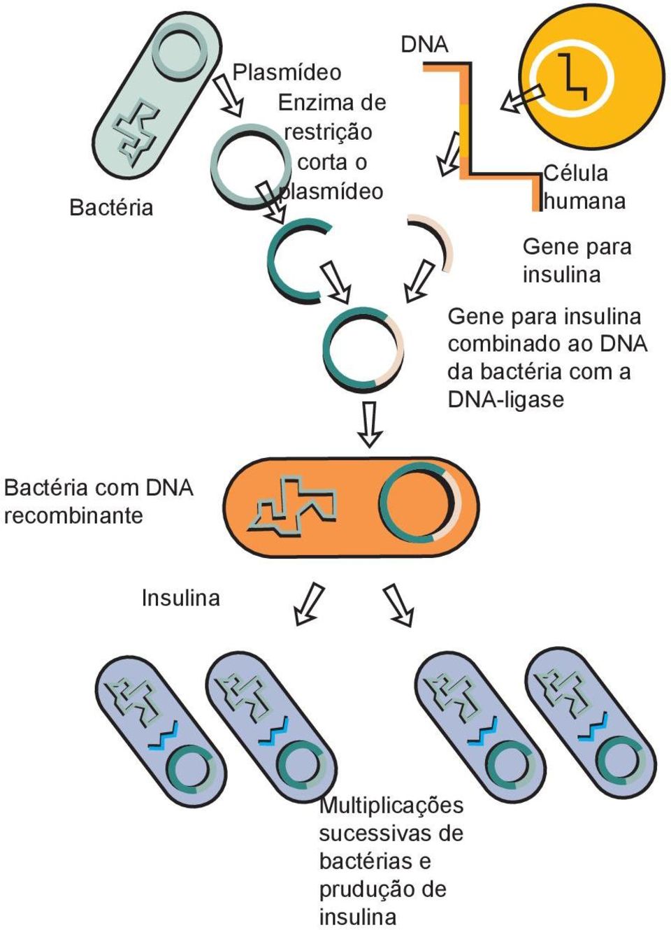 DNA da bactéria com a DNA-ligase Bactéria com DNA recombinante