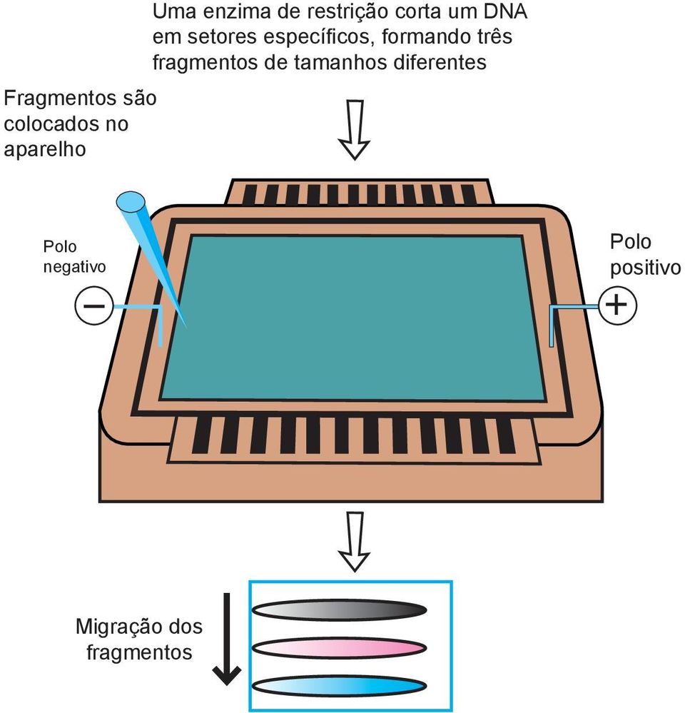 formando três fragmentos de tamanhos diferentes