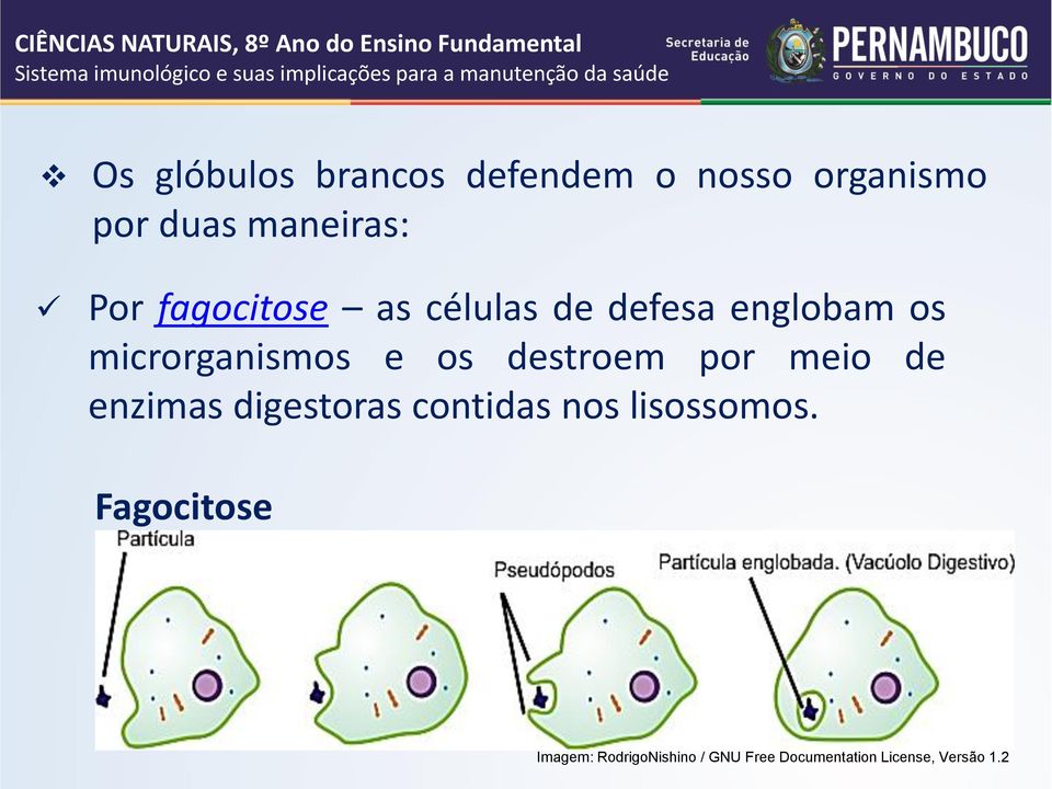 destroem por meio de enzimas digestoras contidas nos lisossomos.