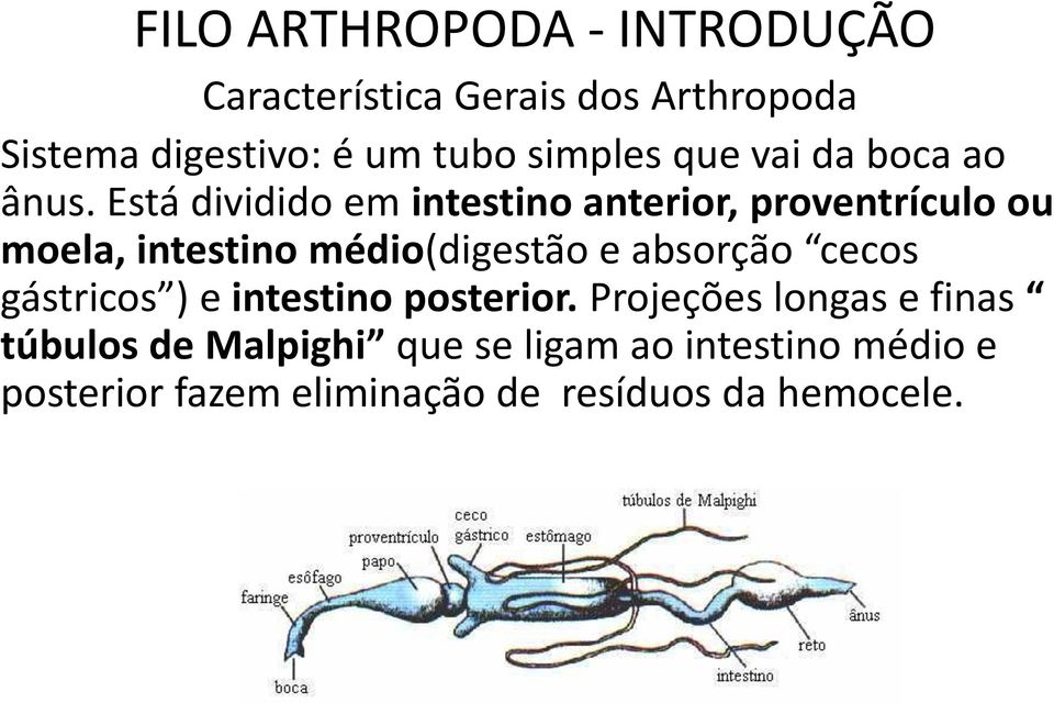 Está dividido em intestino anterior, proventrículo ou moela, intestino médio(digestão e