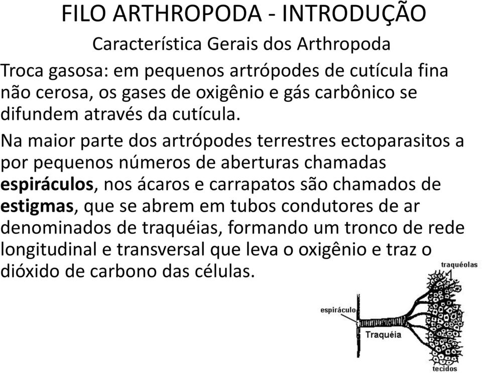 Na maior parte dos artrópodes terrestres ectoparasitos a por pequenos números de aberturas chamadas espiráculos, nos ácaros e