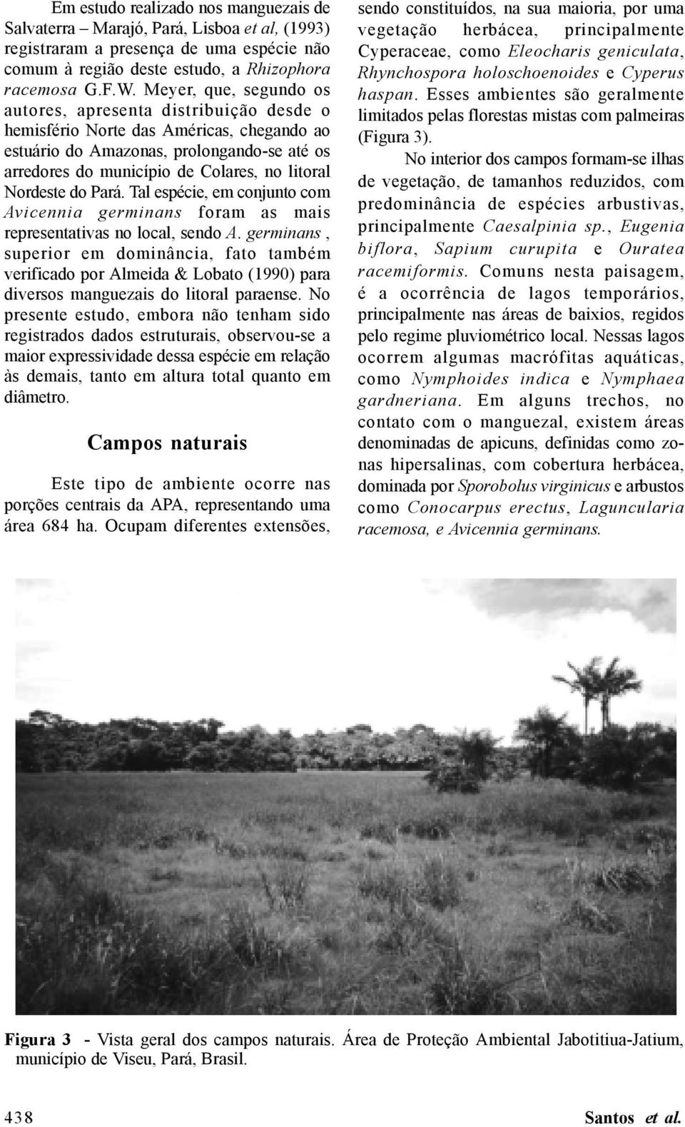 Nordeste do Pará. Tal espécie, em conjunto com Avicennia germinans foram as mais representativas no local, sendo A.