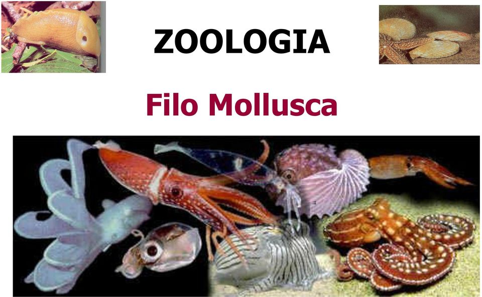 Mollusca