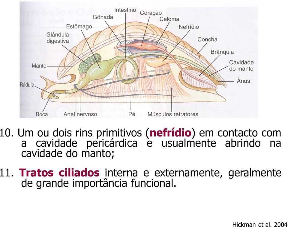 do manto; 11.