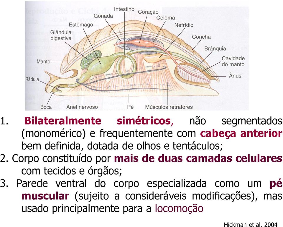 Corpo constituído por mais de duas camadas celulares com tecidos e órgãos; 3.