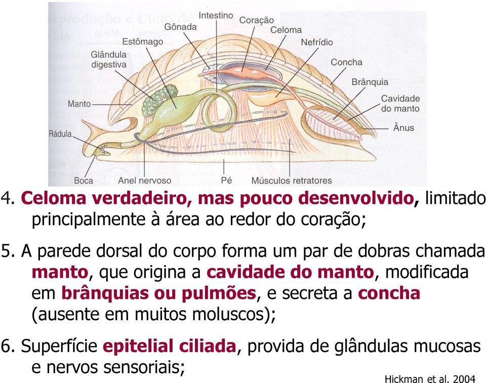 Celoma verdadeiro, mas pouco desenvolvido, limitado principalmente à área ao redor do coração;