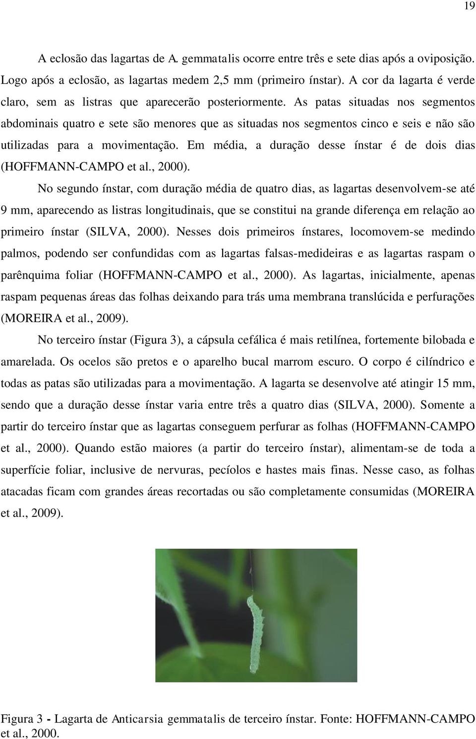 As patas situadas nos segmentos abdominais quatro e sete são menores que as situadas nos segmentos cinco e seis e não são utilizadas para a movimentação.