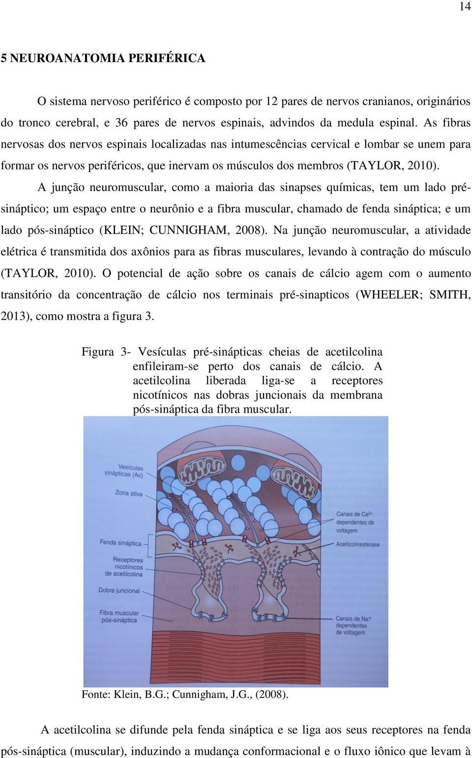 A junção neuromuscular, como a maioria das sinapses químicas, tem um lado présináptico; um espaço entre o neurônio e a fibra muscular, chamado de fenda sináptica; e um lado pós-sináptico (KLEIN;