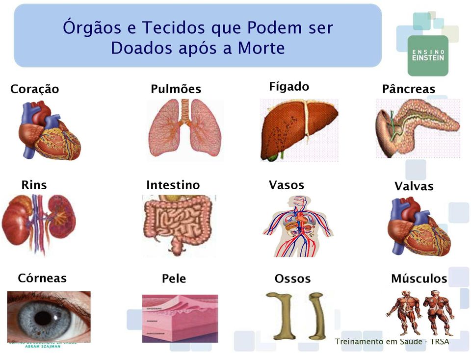 Pulmões Fígado Pâncreas Rins