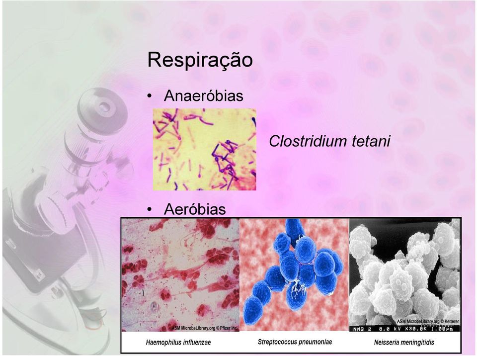 Clostridium