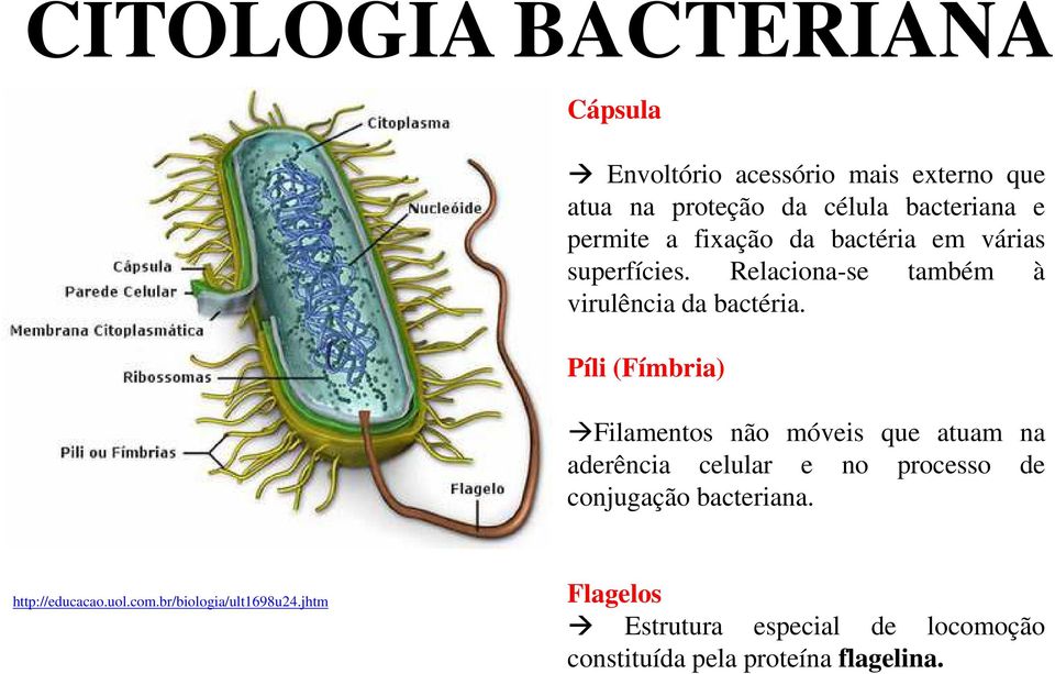 Píli (Fímbria) Filamentos não móveis que atuam na aderência celular e no processo de conjugação bacteriana.