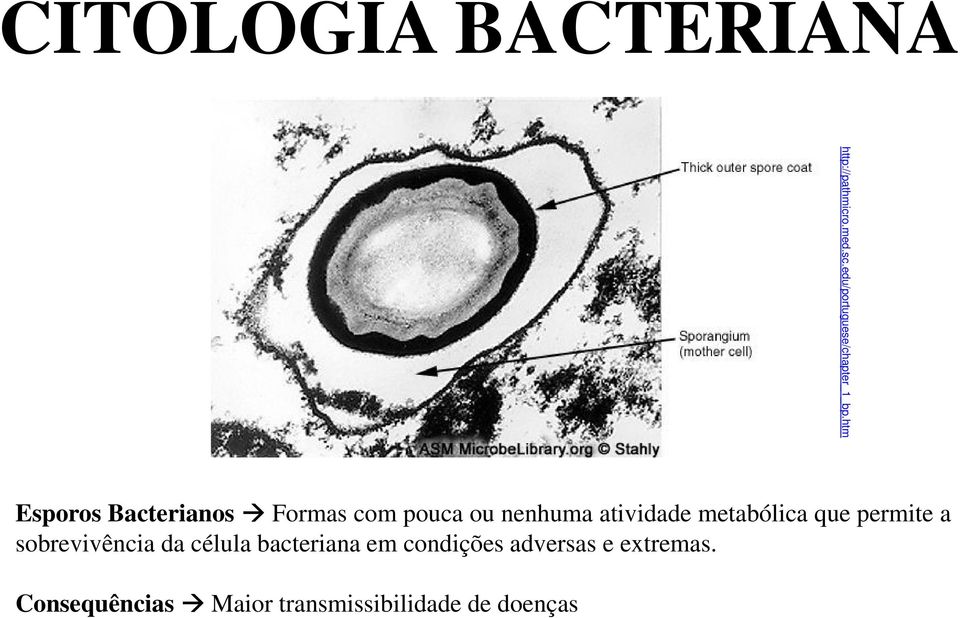 htm Esporos Bacterianos Formas com pouca ou nenhuma atividade