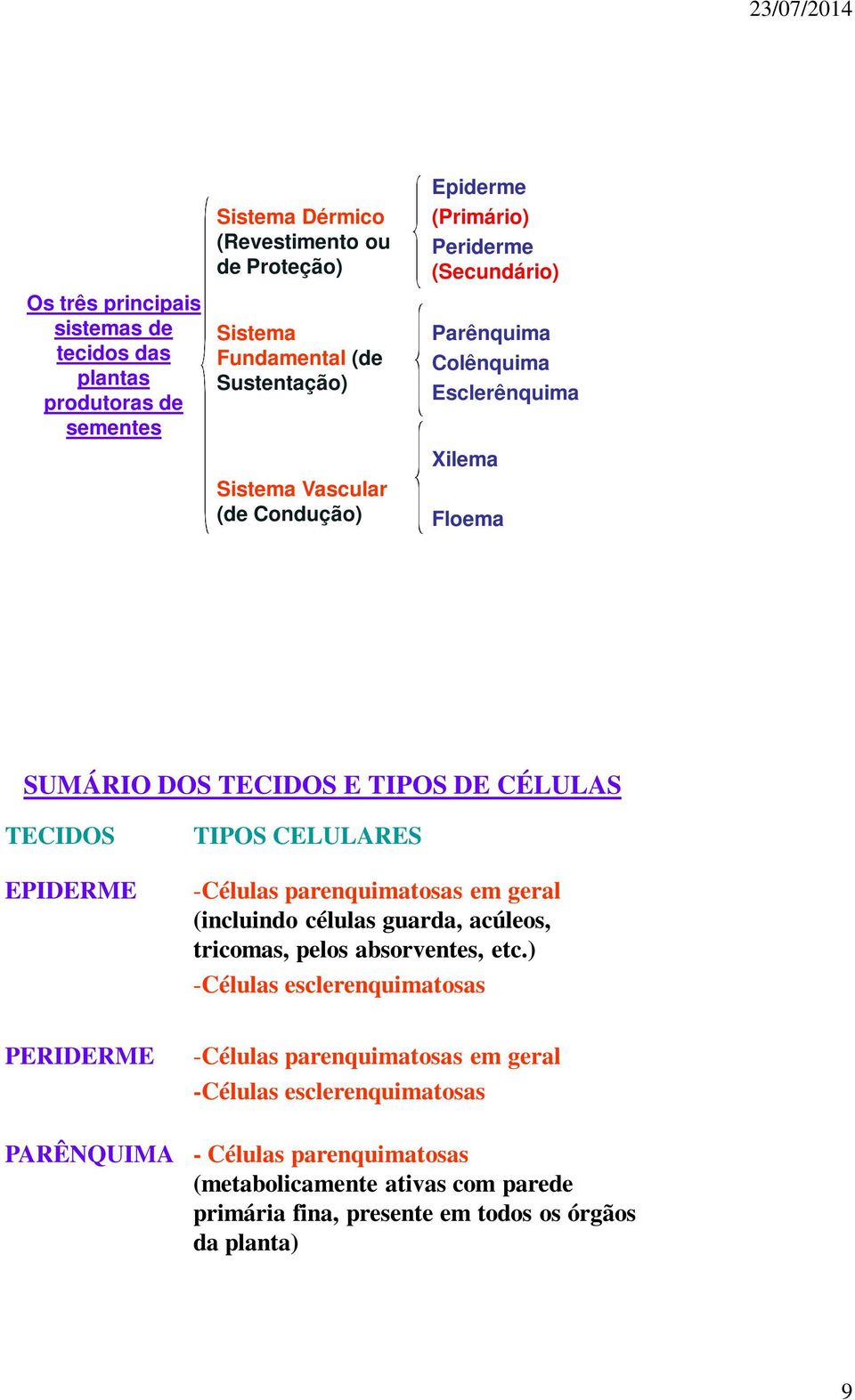 TIPOS CELULARES -Células parenquimatosas em geral (incluindo células guarda, acúleos, tricomas, pelos absorventes, etc.