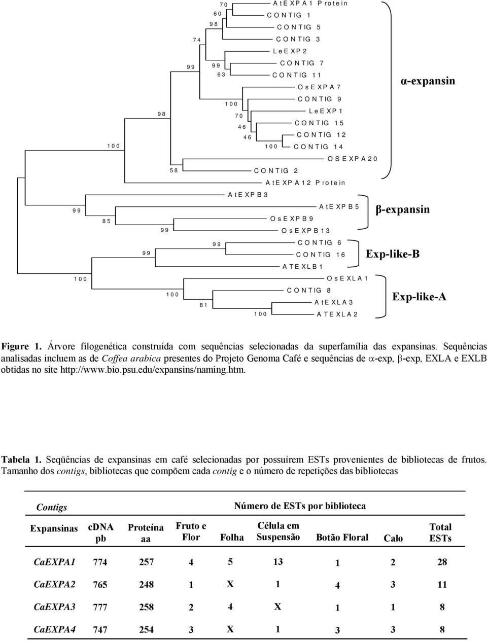 Árvore filogenética construída com sequências selecionadas da superfamília das expansinas.