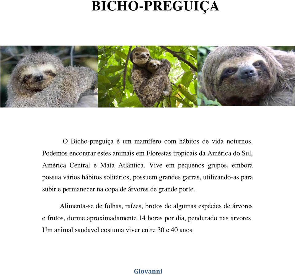 Vive em pequenos grupos, embora possua vários hábitos solitários, possuem grandes garras, utilizando-as para subir e permanecer na copa