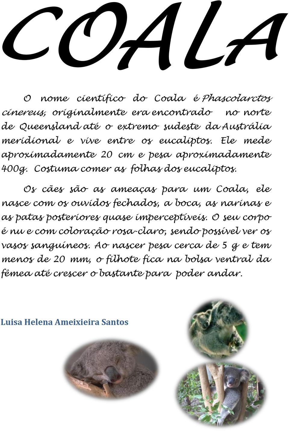 Os cães são as ameaças para um Coala, ele nasce com os ouvidos fechados, a boca, as narinas e as patas posteriores quase imperceptíveis.